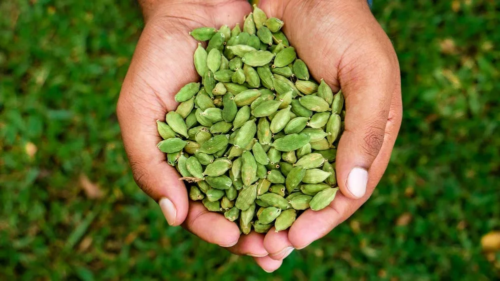 Cardamom Prices Are Peaking